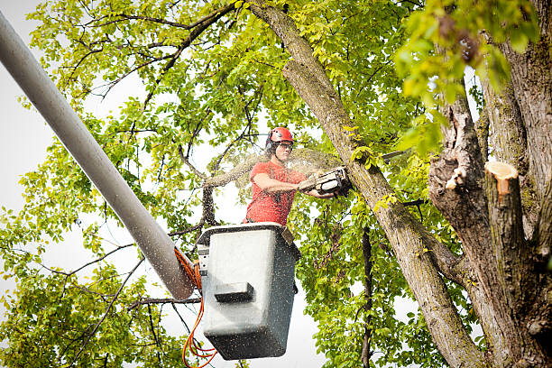 Best Leaf Removal  in Leon, IA